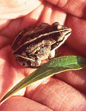 Wood frog