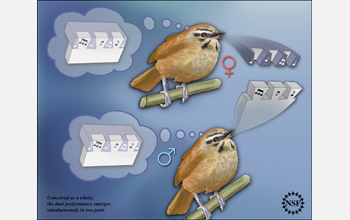 Illustration showing male and female wrens singing.