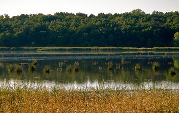Lake surrounded by various type of vegetation