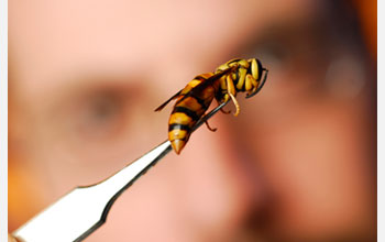 How to Capture Yellow Jackets (and Not Get Stung) | NSF - National Science  Foundation