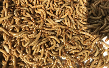 yellow mealworm species Tenebrio molitor