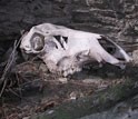 Photo of an elk skull.