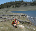 Photo of researcher Jared Singer placing flags to mark bone locations of a carcass in Yellowstone.