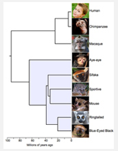 Illustration of a family tree showing how lemurs and humans are related and how lemurs diverged.