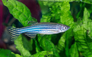 Zebrafish in planted aquarium