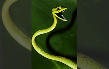 Cope’s vine snake (Oxybelis brevirostris)