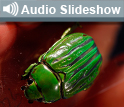 Photo of green jewel beetle and the words Audio Slideshow