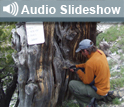 Photo of researcher boring into tree and the words Audio slideshow