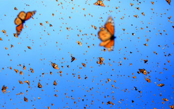 image of Monarchs in the sky