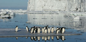 adelies penguins