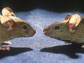 two mice used in a sensitive new toxicity test