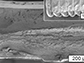 image showing a cross section of an object printed using cellulose