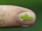 fern on a fingernail