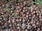 acorns on a forest floor