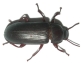 mealworm beetle