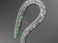 A C. elegans worm