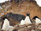 Adélie penguins