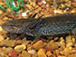 an adult salamander