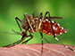 the aedes aegypti mosquito