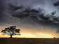 a field and trees in Africa