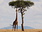 giraffe eating a tree