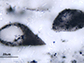lenticular organic microfossils