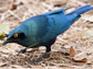the Greater Blue-Eared starling