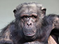 an aged chimpanzee
