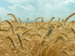 wheat field