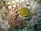 algae covered corals