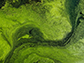 algae swirl