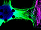 neuromuscular junction model