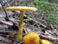 an amanita mushroom