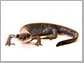 unisexual Ambystoma, a salamander native to North America