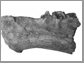 view of a fossilized jaw bone