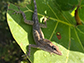 anole lizard on a leaf