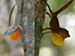 Anolis cooki (left) prefers sunny perches, while  Anolis gundlachi (right) prefers to perch in the shade