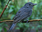 a dusky-throated antshrike