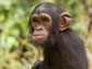 Belinga, a great ape