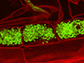 fungal arbuscules (green) inside root cells (red)