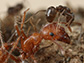 Argentine ant dab irritant chemicals onto opponent's body