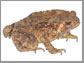 an Asian Common Toad in Laos