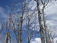 Aspens affected by drought