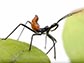 an assassin bug