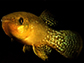 Atlantic killifish