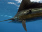 an Atlantic sailfish