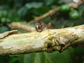 an Azteca ant grabbing a lady beetle