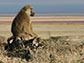 a baboon