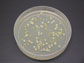 colonies of bacteria