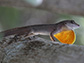 Bahamian anole lizard